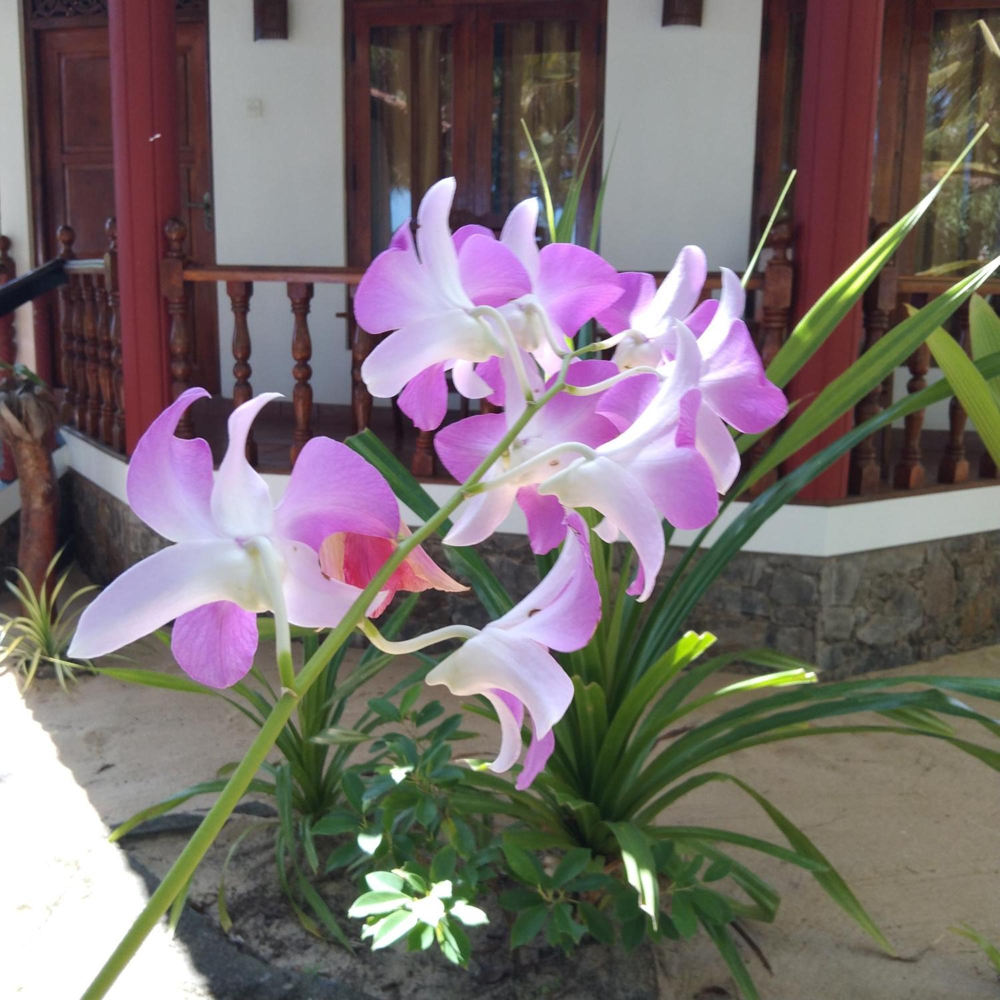 Patini Bungalows - Beach Garden Tangalle Exteriör bild