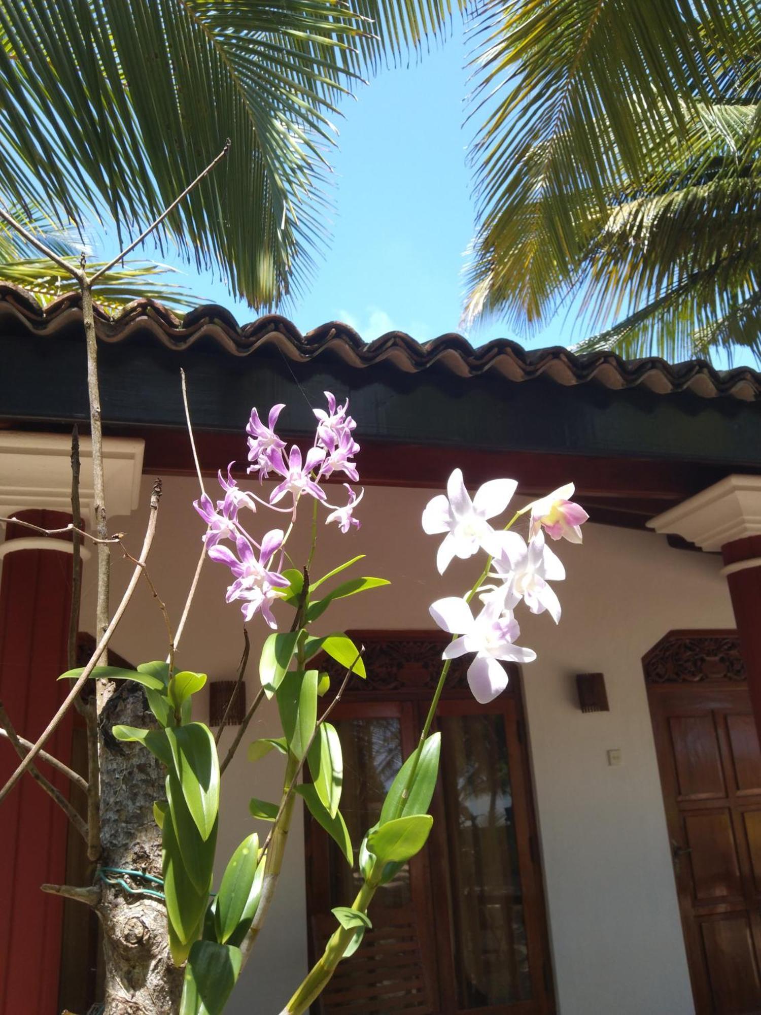 Patini Bungalows - Beach Garden Tangalle Exteriör bild