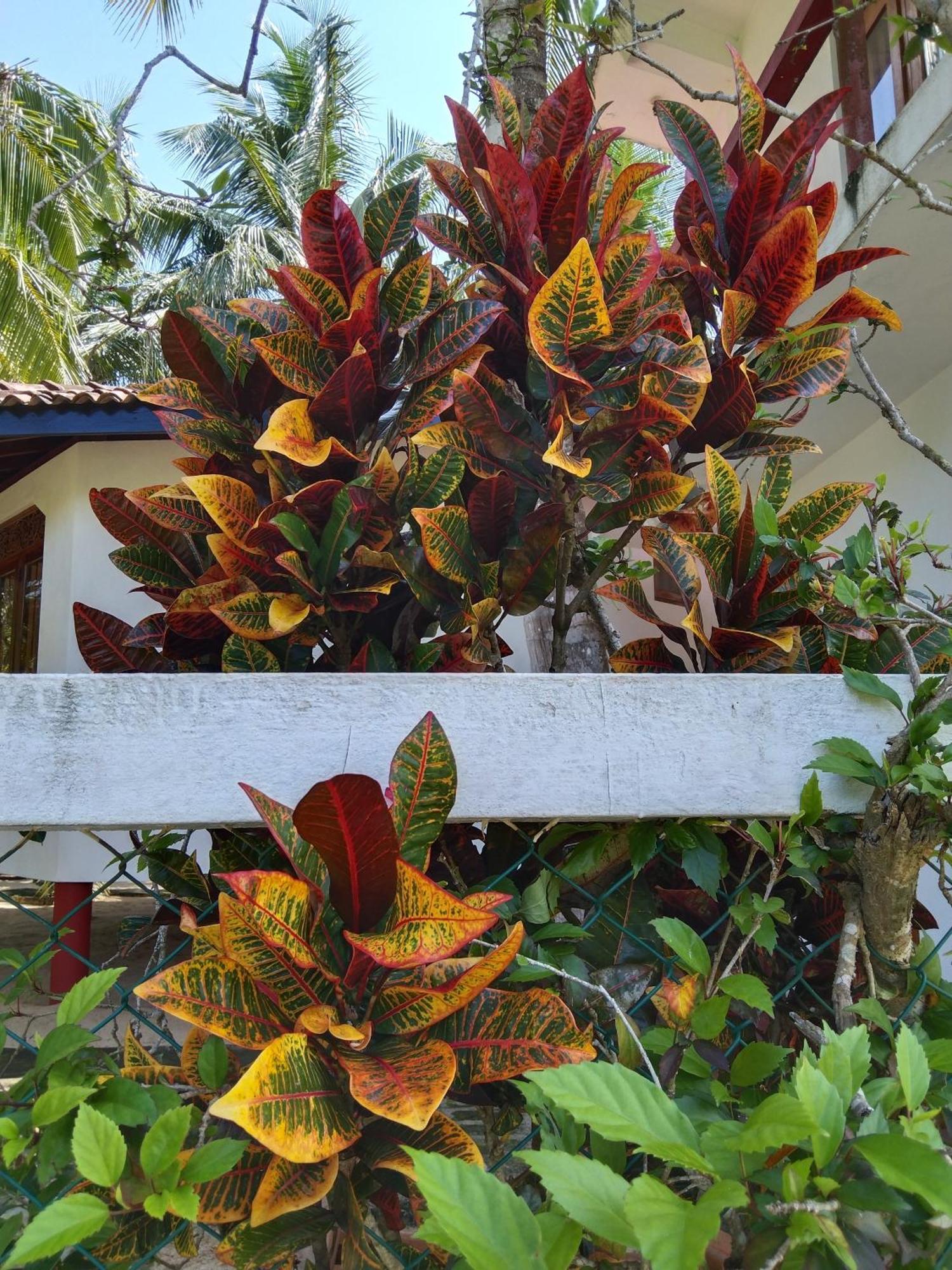Patini Bungalows - Beach Garden Tangalle Exteriör bild