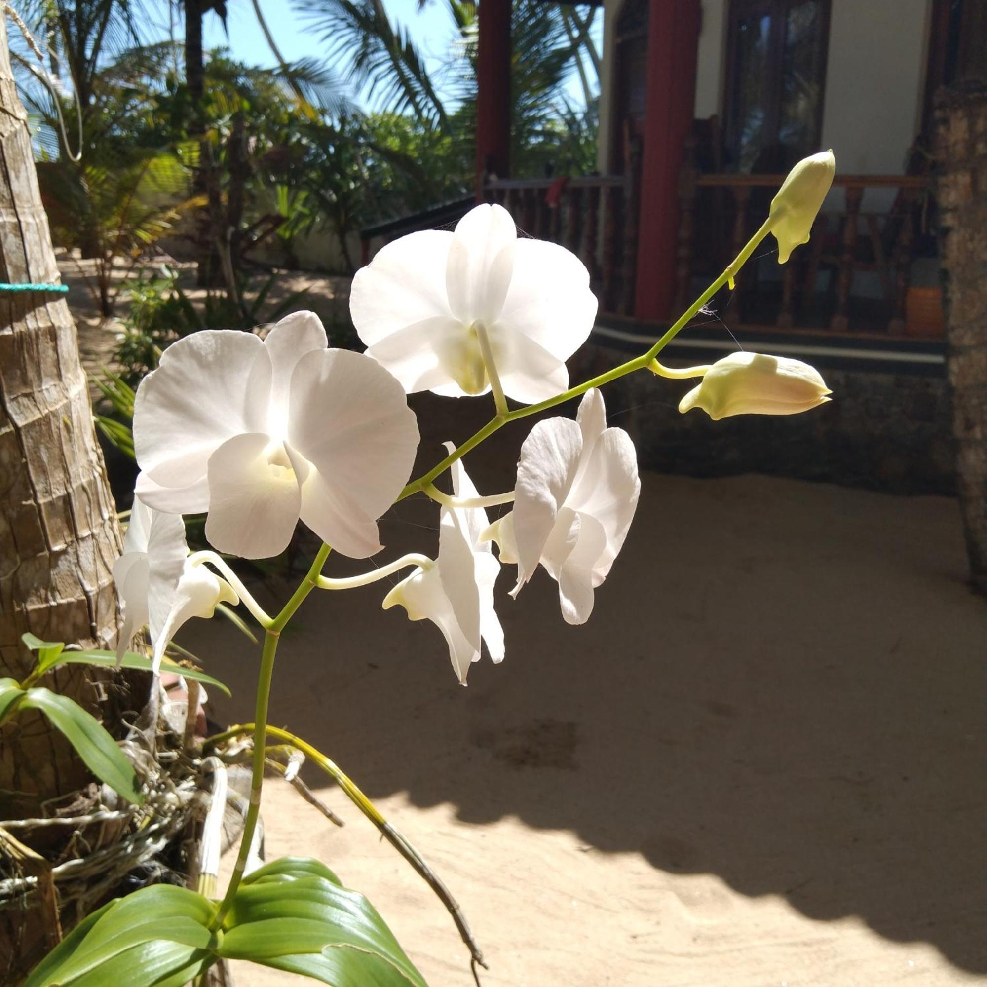 Patini Bungalows - Beach Garden Tangalle Exteriör bild