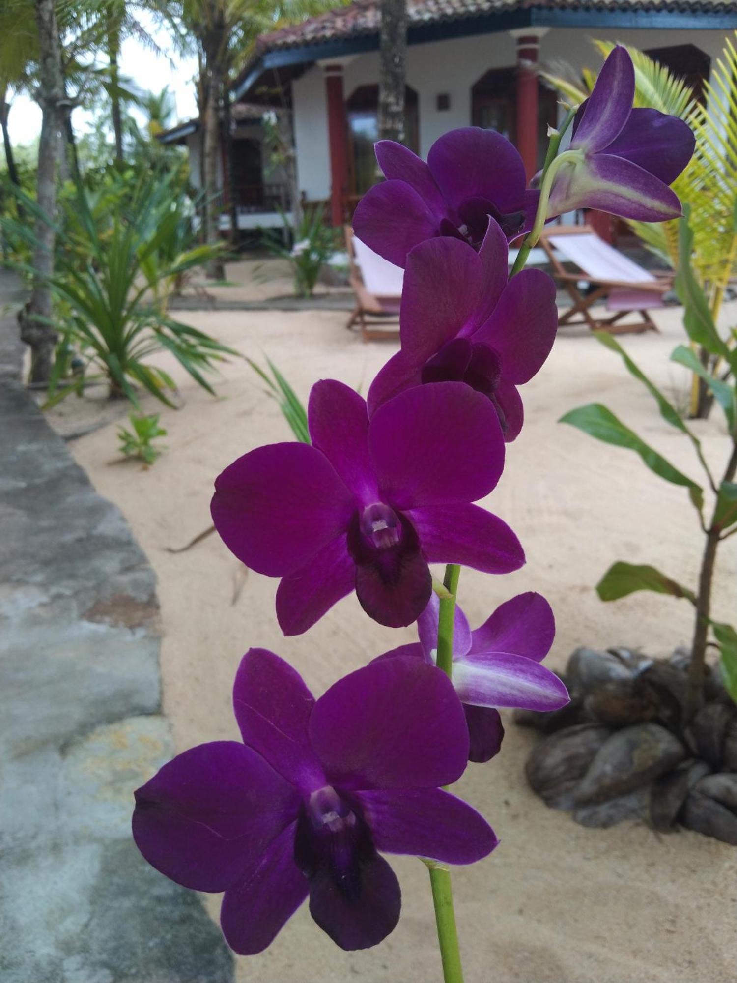 Patini Bungalows - Beach Garden Tangalle Exteriör bild