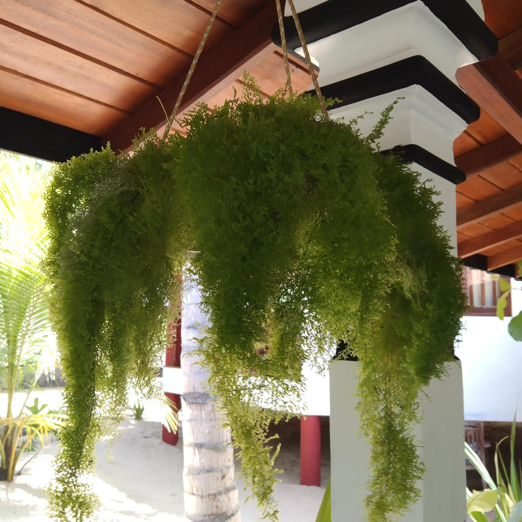 Patini Bungalows - Beach Garden Tangalle Exteriör bild