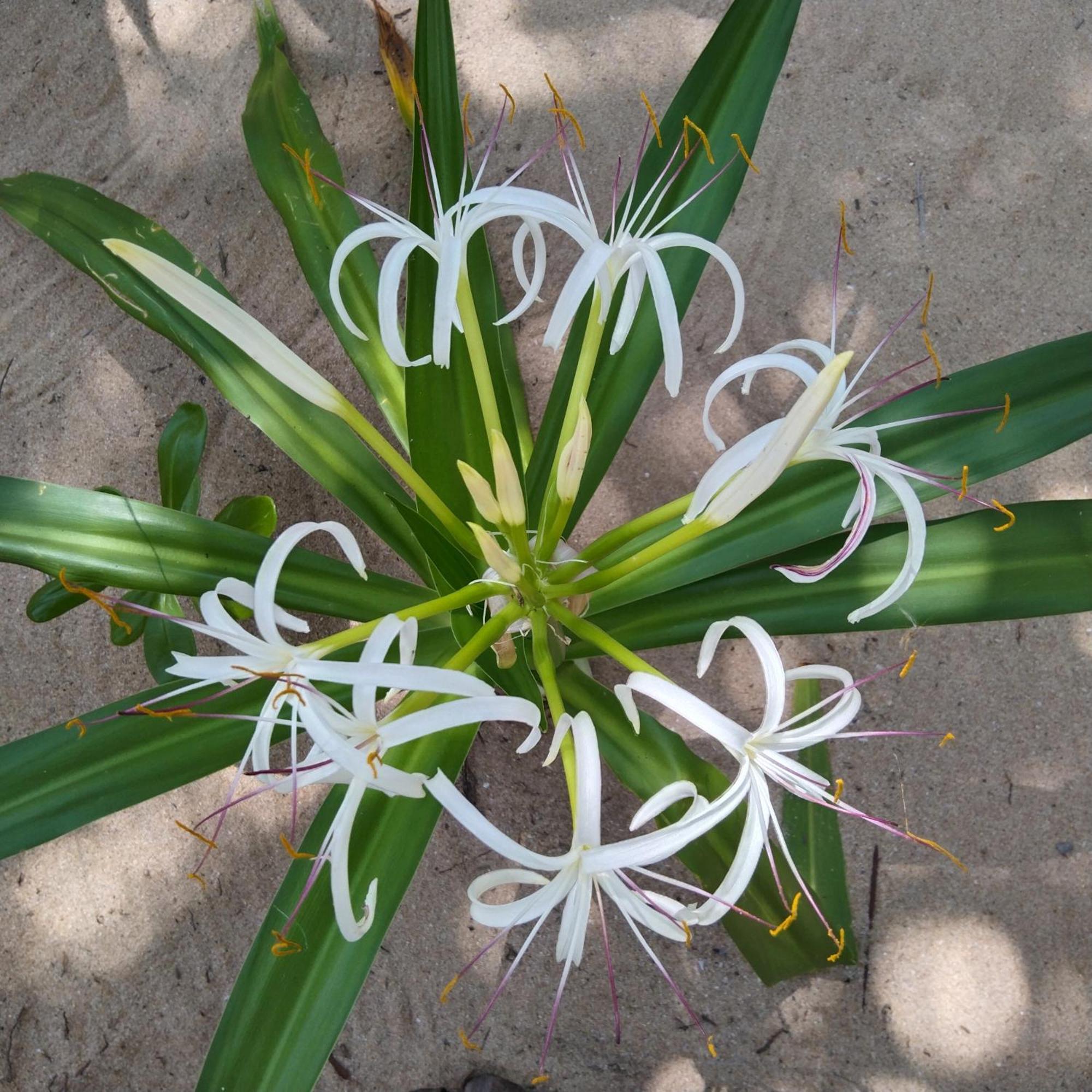 Patini Bungalows - Beach Garden Tangalle Exteriör bild