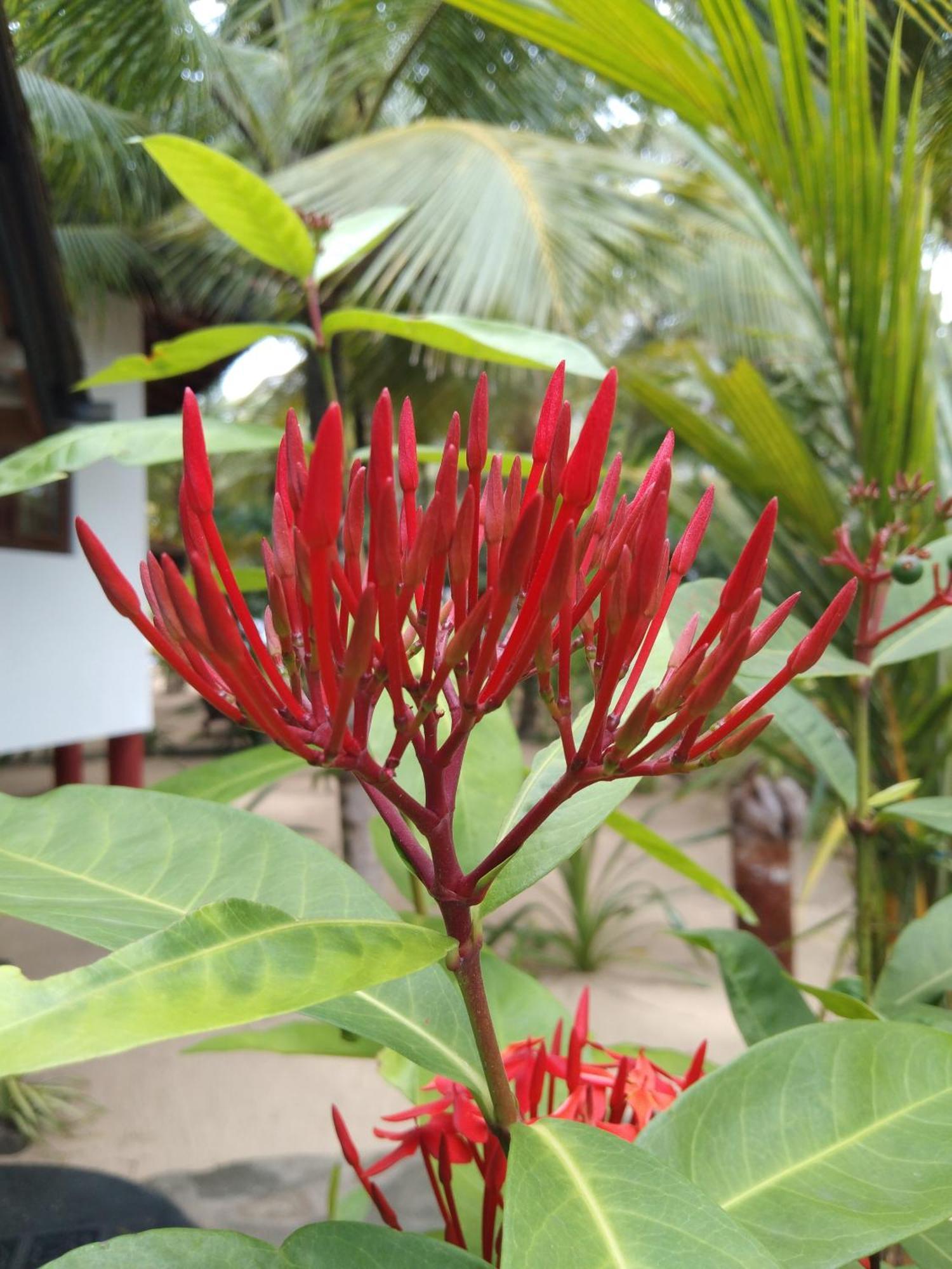 Patini Bungalows - Beach Garden Tangalle Exteriör bild